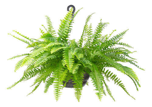 Helecho Americano En Maceta Colgante 25cm