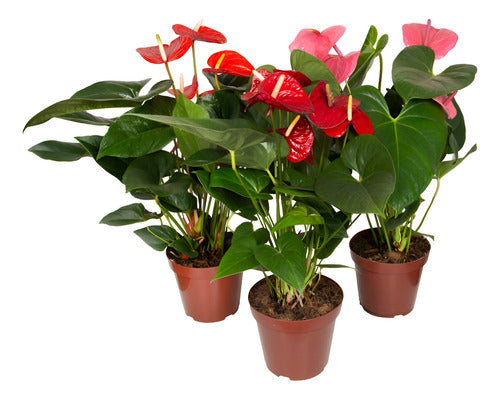 Anturio Surtido Pote 19cm