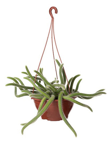 Cactus Cola De Mono C21