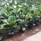 Ficus Lyrata Pote 24cm