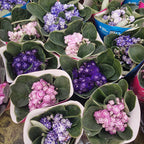 Violeta Africana Flor Doble Pote 11