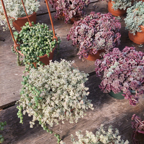 Suculenta En Maceta Colgante