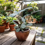 Maceta De Barro Esmaltado Nairobi Tamaño Extra Chico Cobre No5