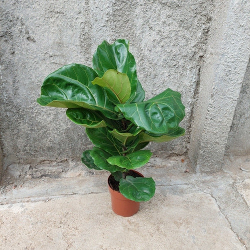 Ficus Lyrata Pote 17cm