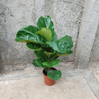 Ficus Lyrata Pote 17cm