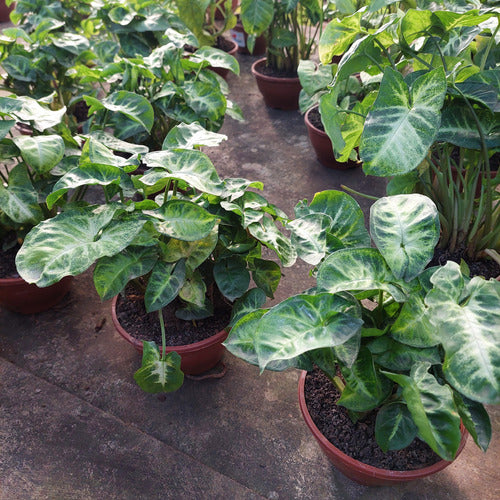 Singonio Variado C13 Surtido