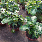 Singonio Variado C13 Surtido