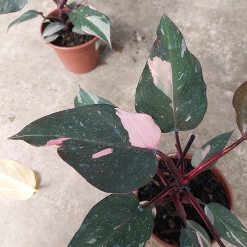 Filodendro Pink Princess P15