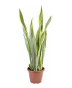 Sansevieria Trifasciata Laurentii Pote 24cm