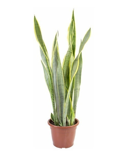 Sansevieria Trifasciata Laurentii Pote 24cm