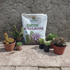 Sustrato Para Cactus Y Suculentas Vitaplan 2 Kg