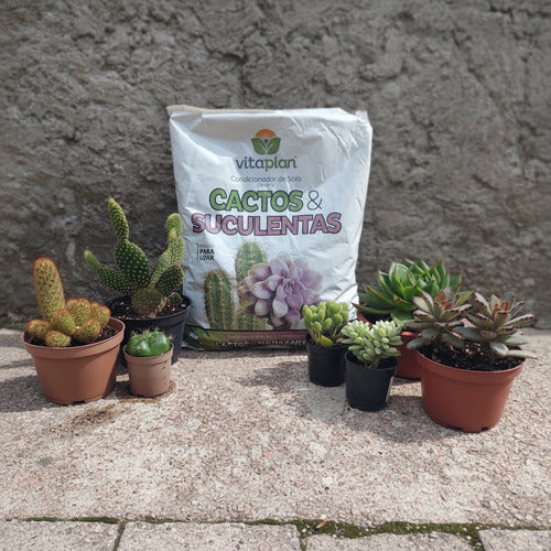Sustrato Para Cactus Y Suculentas Vitaplan 2 Kg