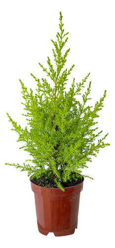 Pino Limón Mini Pote 9cm