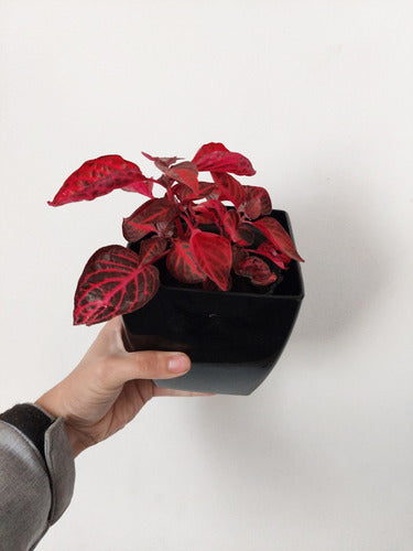 Púrpura Maceta No12