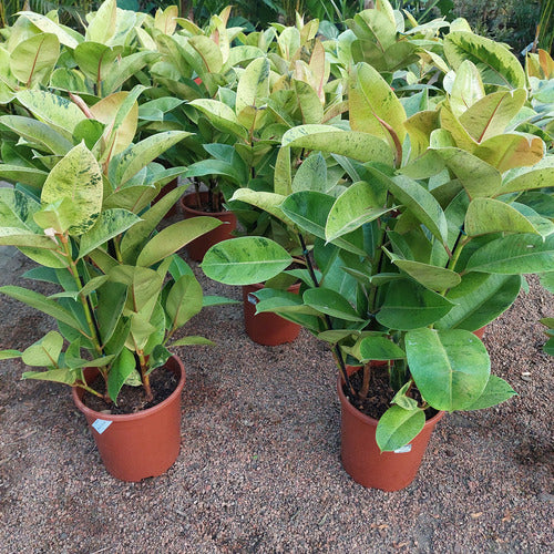 Ficus Elastica Shivereana Moonshine P24
