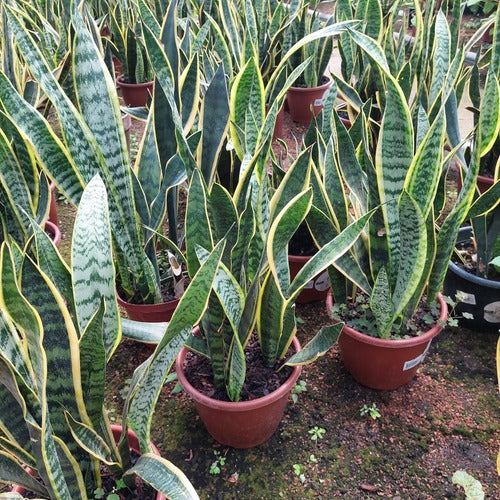 Sansevieria Trifasciata Laurentii Pote 24cm