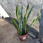 Sansevieria Trifasciata Laurentii Pote 24cm