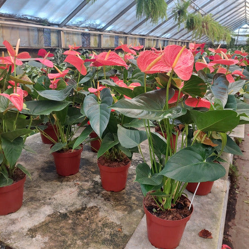 Anturio Surtido Pote 19cm