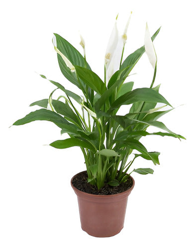 Lírio De La Paz | Spathiphyllum Pote 15cm