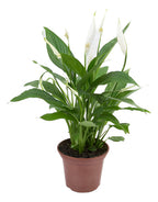 Lírio De La Paz | Spathiphyllum Pote 15cm