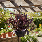 Tradescantia Pallida En Maceta Colgante
