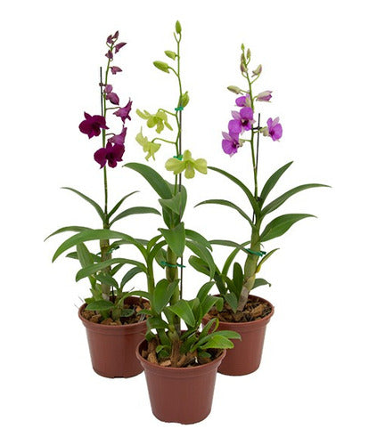 Orquídea Denphal Pote 12cm