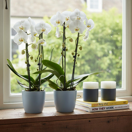 Maceta Para Orquídea Elho Orchid Brussels 16cm Brussels Transparente