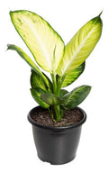 Dieffenbachia Tropic Mariana Pote 24cm