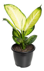 Dieffenbachia Tropic Mariana Pote 24cm