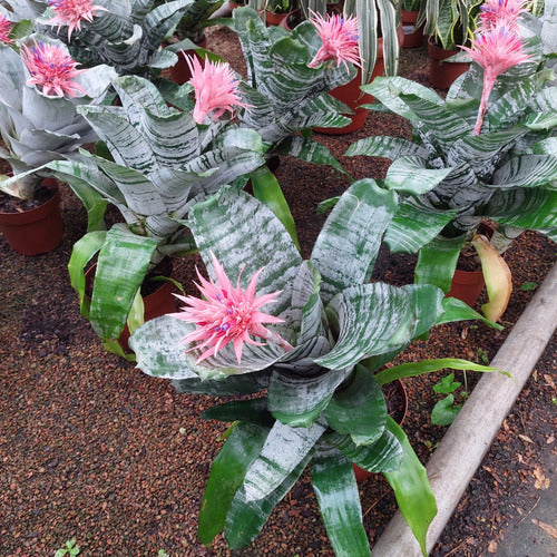 Bromelia Aechmea Fasciata Pote 17cm