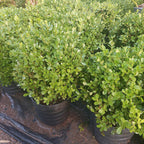 Boj Topiario Bola Mediana