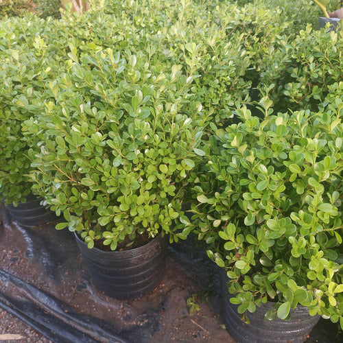 Boj Topiario Bola Mediana