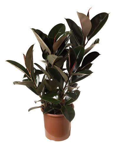 Ficus Elastica Burgundy Pote 24cm