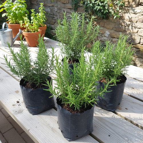 Planta De Romero Mediana