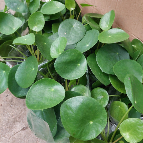 Pilea Peperomioides P14