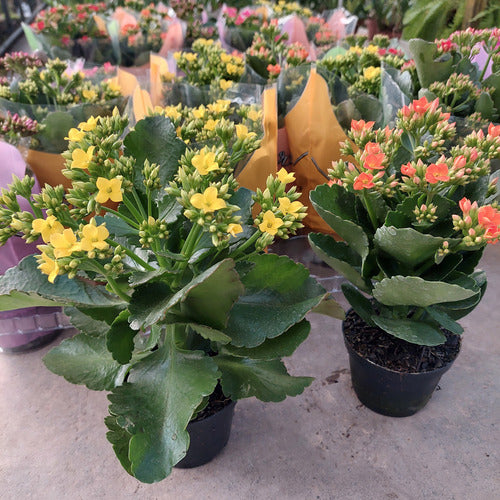Kalanchoe Flor Simple Pote 11cm