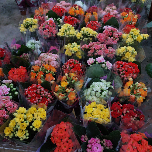 Kalanchoe Doble Mini Pote 6cm