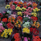 Kalanchoe Doble Mini Pote 6cm