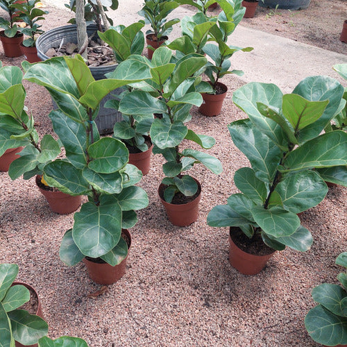 Ficus Lyrata Bambino Pote 17cm