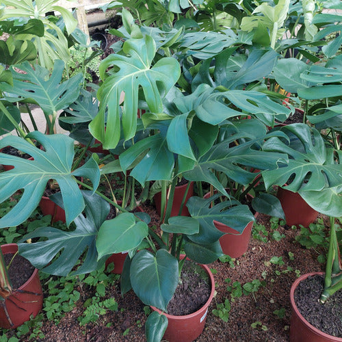 Monstera Deliciosa Pote 24cm
