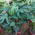 Monstera Deliciosa Pote 24cm