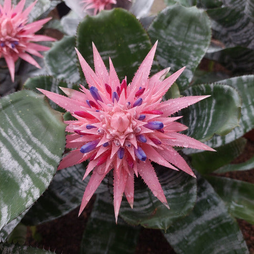 Bromelia Aechmea Fasciata Pote 17cm