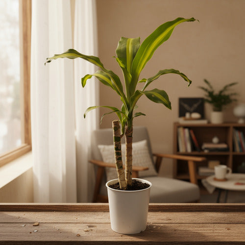 Palo De Agua Pote 12cm