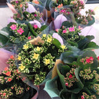 Kalanchoe Flor Simple Pote 11cm