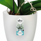 Orquídea Phalaenopsis Pote 15 + Maceta Brussels Orchid Elho Surtido