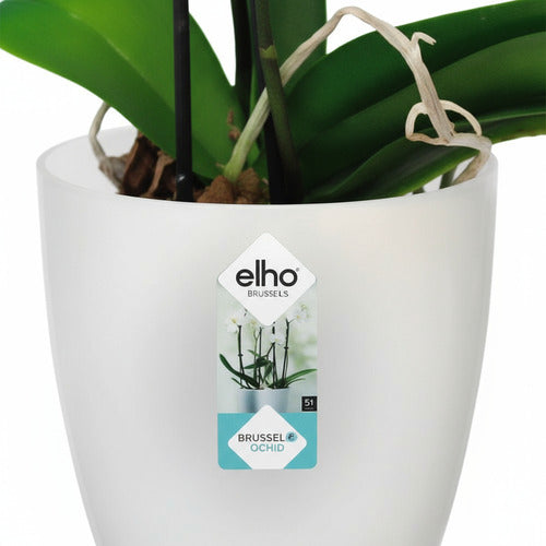 Orquídea Phalaenopsis Pote 15 + Maceta Brussels Orchid Elho Surtido