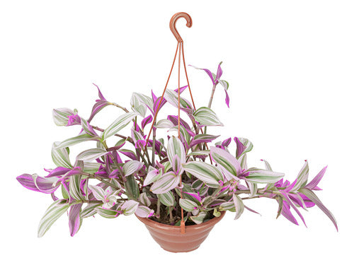 Tradescantia Fluminenses Tricolor En Maceta Colgante