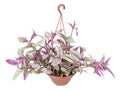 Tradescantia Fluminenses Tricolor En Maceta Colgante