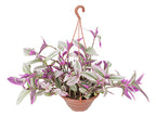 Tradescantia Fluminenses Tricolor En Maceta Colgante