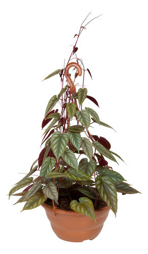 Cissus Javana En Maceta Colgante 21cm